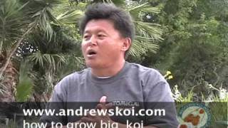 how to grow big koi  part 1