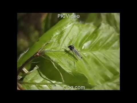 Video: Hvad spiser chironomidae?