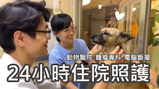 吉米哈利動物醫院（台中地區重症照護、狗貓腫瘤癌症治療、電腦斷層掃描影像中心）24小時重症照護ICU狗狗貓咪專業分科心臟腫瘤眼科外科家醫中獸醫預防醫學皮膚內分泌腫瘤外科骨科神經外科牙科內視鏡微創手術 by 吉米哈利動物醫院 1,748 views 4 years ago 4 minutes, 20 seconds