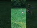 DE52 outdoor flight #rc
