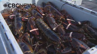 Trump tariffs could have 'severe consequences' for lobster processors, N.B. association says