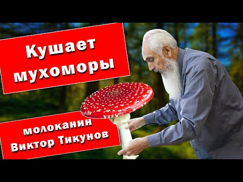 Кушает Мухоморы Молоканин Виктор Тикунов!