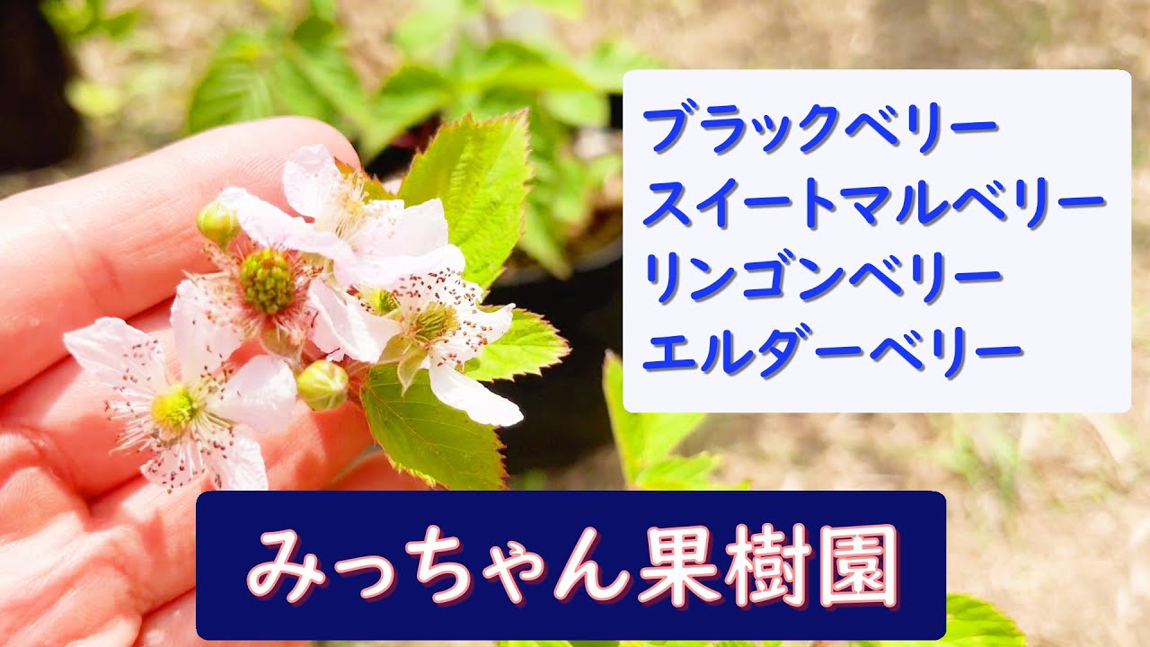 第68回「ブラックベリー他ベリー類紹介」の巻【ド素人果樹栽培】 - YouTube