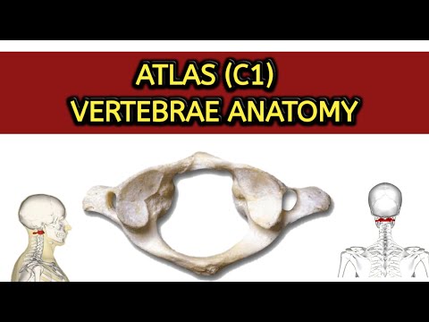 atlas-anatomy-simplified-|-c1-vertebrae-|-atlas-vertebrae-anatomy