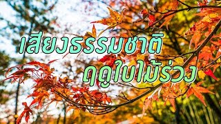 เสียงฤดูใบไม้ร่วง ธรรมชาติ บำบัดจิตใจ ฟังสบายๆ