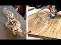 I Tested Viral Animal Carving Table