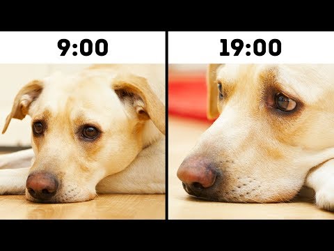 Vídeo: 11 maneiras pelas quais você pode, sem querer, encurtar a vida do seu cão