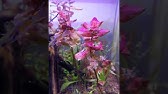 海水魚 オキシドールはコケ対策にも病気にも効く アクアリウム Youtube 海水魚 オキシドールはコケ対策にも病気にも効く アクアリウム Youtube