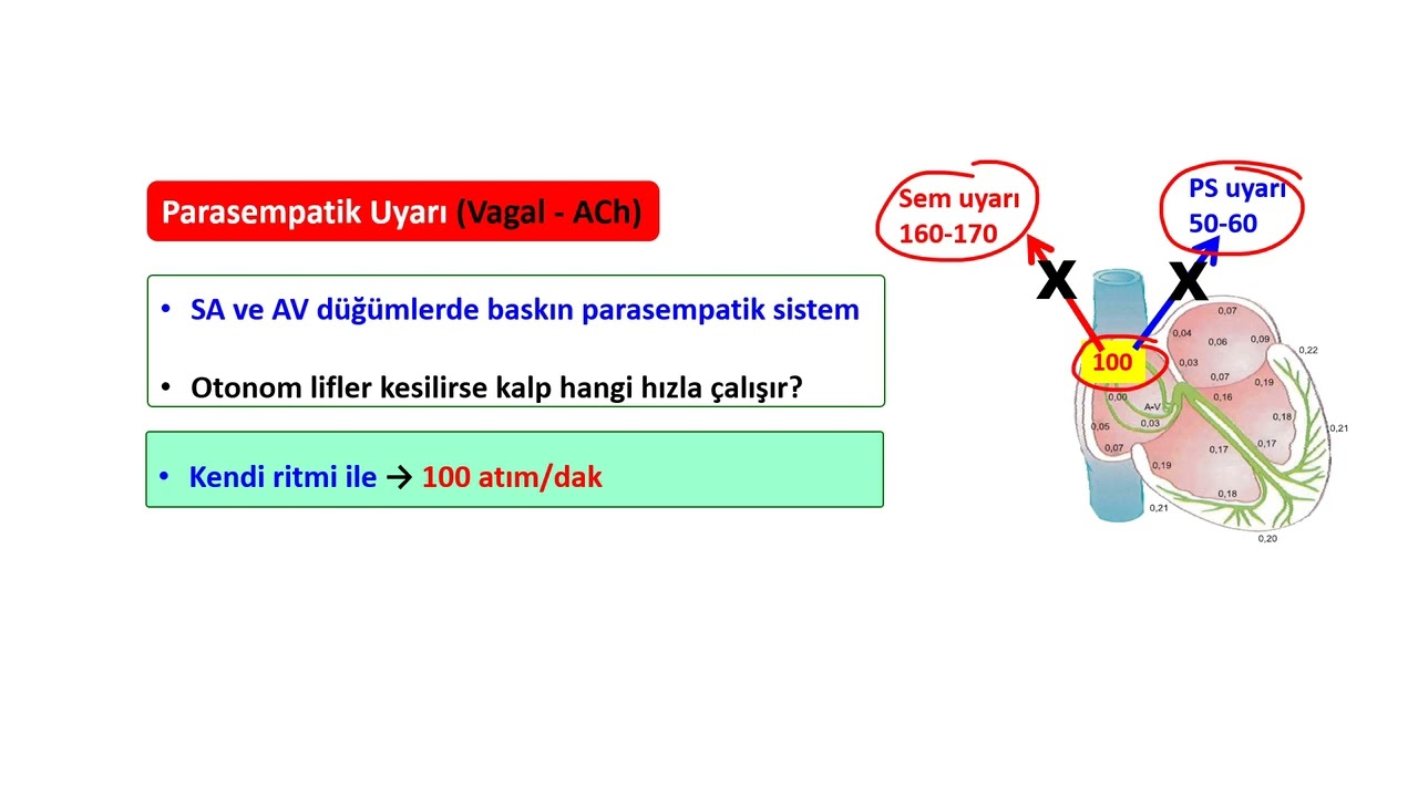 OTONOM SİNİR SİSTEMİNİN KALPTEKİ ETKİLERİ