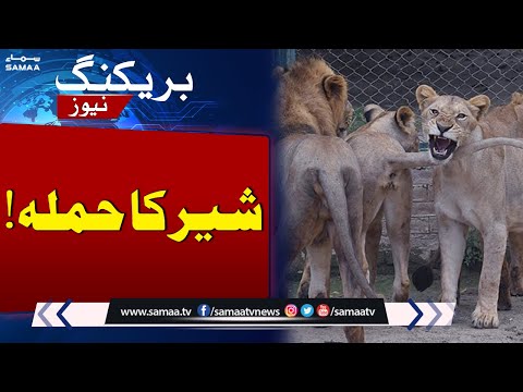 Breaking News: Lion