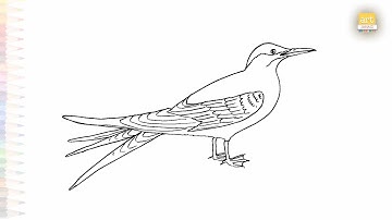 Arctic tern drawing easy | Birds drawing sketches| How to draw A Arctic tern step by step #artjanag