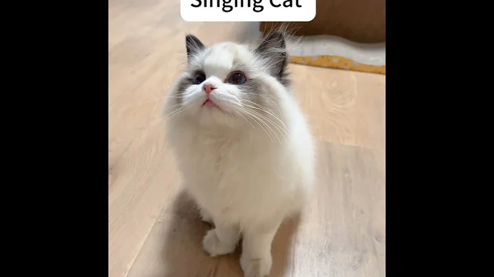 Video 10309571: funnycats cats catlovers meowing, kitten catlover meow funnycats, meow kitten catlover kitty, catlover meow kitty funny