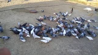 Our birds in fatiguing farm house 03459442750 Zain Ali Farming in Pakistan