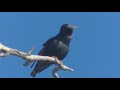 Estornino pinto Sturnus vulgaris  Identificación, ambiente, alimentación 2018