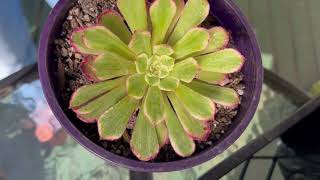 Plant Haul - The Ultimate Cactus and Succulent Show