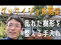 【月桂樹(ローリエ)の剪定】乱れた樹形を整える手入れ🌳