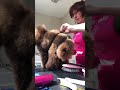 Maintenance groom on a Toy Poodle show dog