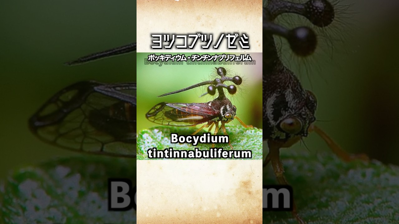 Never say it] An insect with a crazy scientific name! The four