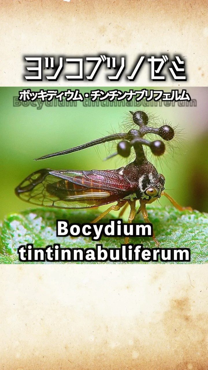 Never say it] An insect with a crazy scientific name! The four
