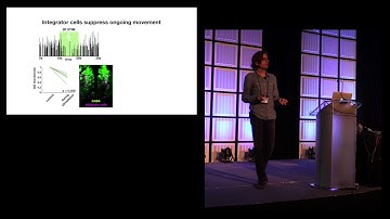 Maarten Zwart - Motor preparation through rebound in an identified sensory integrator (Cosyne 2018)