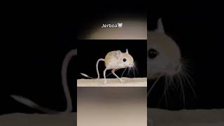 Animali Che Non Hai Mai Visto