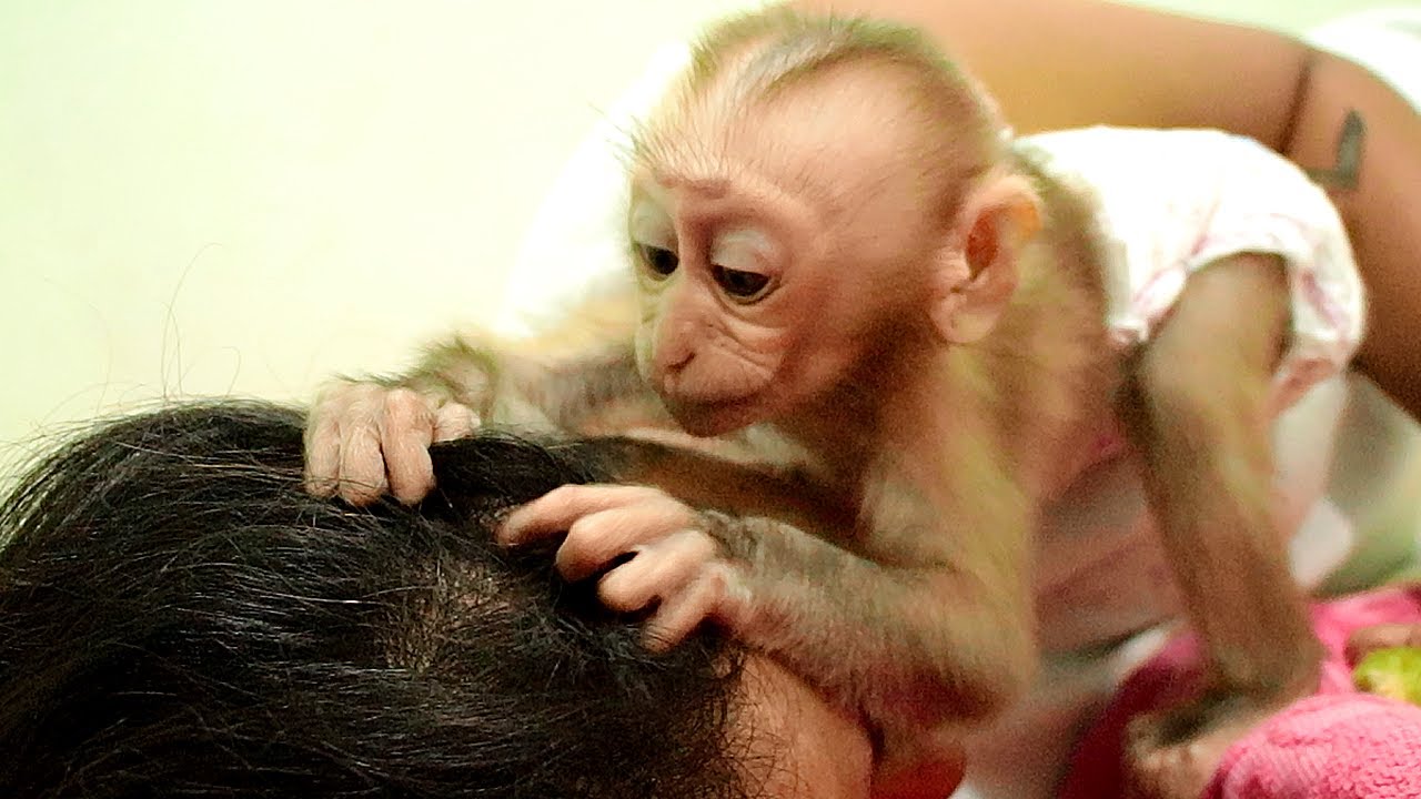 Baby Monkey Wake Up So Fast| Baby Bela Very Cute Lip Smacking Grooming Mom  Hair - YouTube