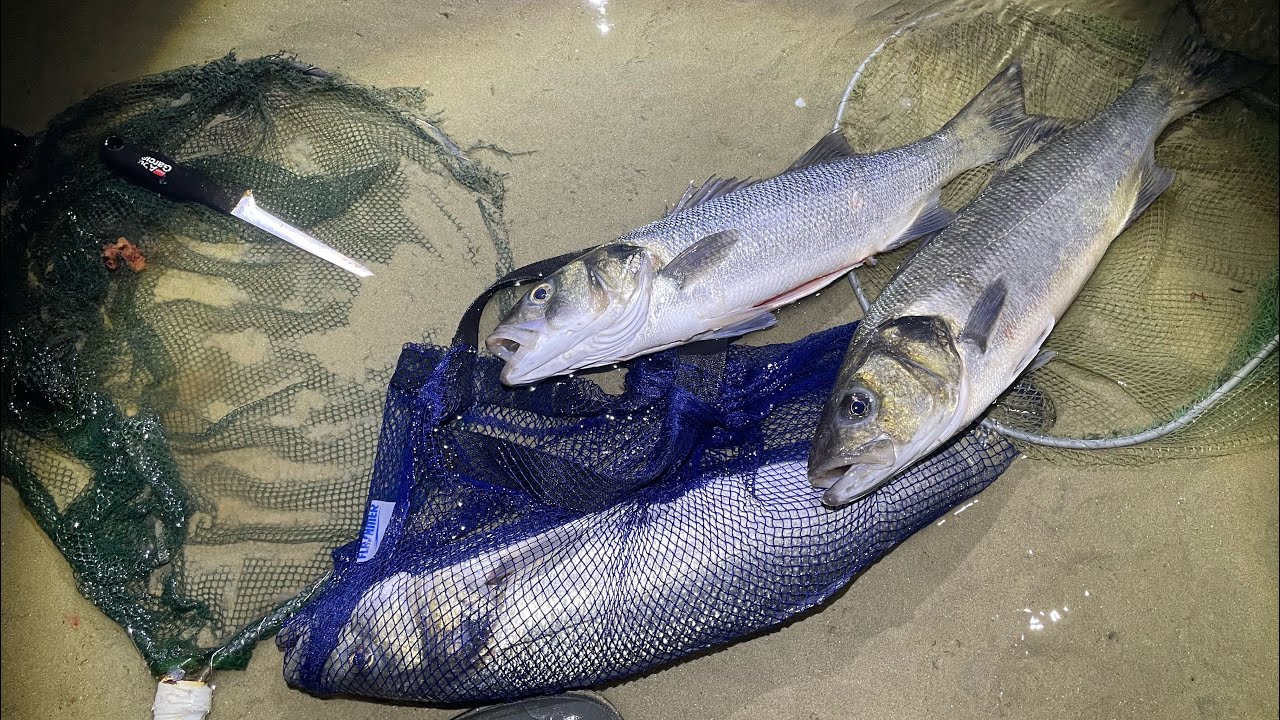 Foraging multiple Big Bass in Shrimp Nets ! Crazy Foraging trip