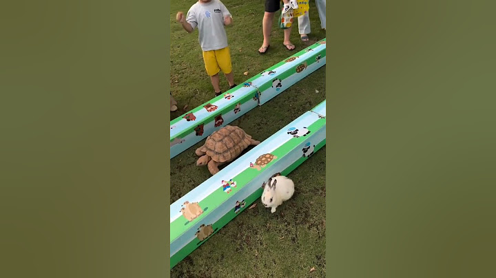 Rabbit vs Turtle Race / Hare and  Tortoise #rabbit #funny #turtle #rabbit#tortise# #funnymoment