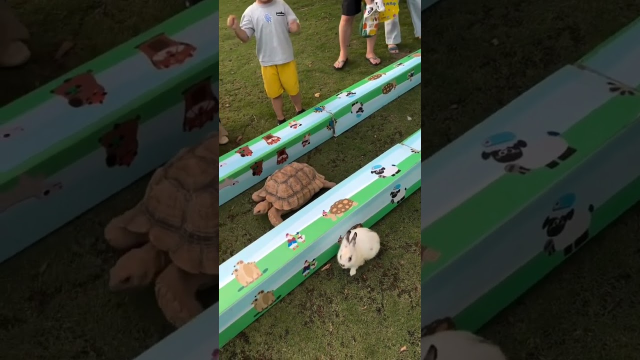 Rabbit vs Turtle Race / Hare and  Tortoise #rabbit #funny #turtle #rabbit#tortise# #funnymoment