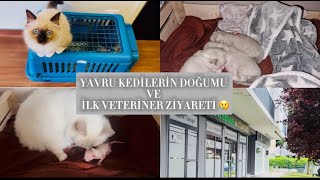 РОЖДЕНИЕ КОШКИ И ПЕРВЫЙ ВЕТЕРИНАРНЫЙ ВИЗИТ КОТЯТ (Я БЫЛА НА ЭМОЦИЯХ) ROZHDENIYe KOSHKI I PERVYY VETE Видео: РОЖДЕНИЕ КОШКИ И ПЕРВЫЙ ВЕТЕРИНАРНЫЙ ВИЗИТ КОТЯТ (Я БЫЛА НА ЭМОЦИЯХ) ROZHDENIYe KOSHKI I PERVYY VETE