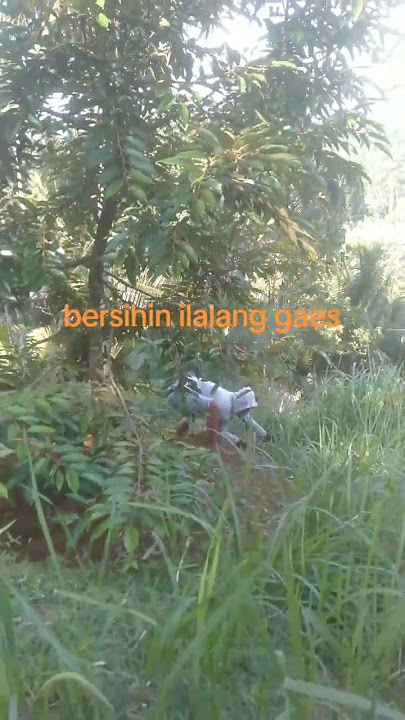 bersihin ilalang y gaes #sorotan#berkebun#usrobibitdurian