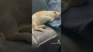 Sleepy Cute Cat #cat #shorts #pets #tiktok #cute