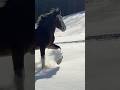 Rescued Clydesdale Has Come SO FAR! what A Transformation🫶 #hearthorse #rescuelove