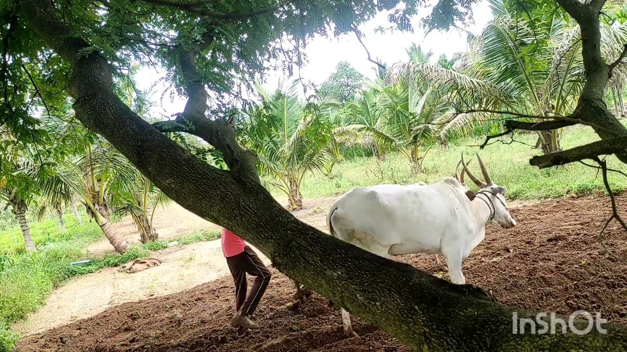 ತೆಂಗಿನ ತೋಟದಲ್ಲಿ  ಜೋಡಿ ಹಸುವಿನ ಹೊಲ ಹದಗೊಳಿಸುವ ಕೆಲಸ
