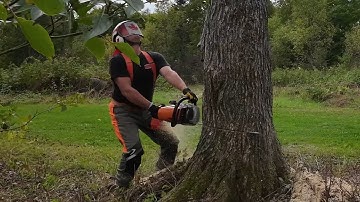708 Felling Trees. No Wedges Were Harmed in The Making of This Video. STIHL MS 462. Part 1 of 2.  4K