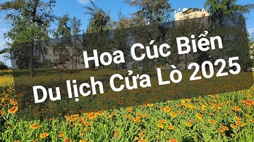 Hoa Cúc Biển loài hoa đặc trưng của vùng biển Cửa Lò