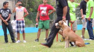 Salto De Altura Hunter Forcan . Apbt Cmpbt
