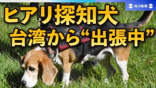 ヒアリ探知犬の訓練公開　台湾から“出張中”　環境省が導入検討