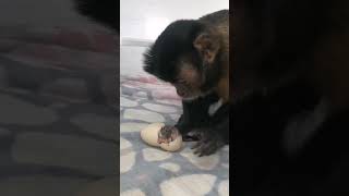 #Animalht #babymonkey #Animal#babymonkey #Animal #Animalht