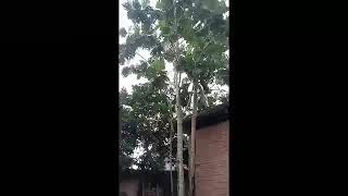PANEN buah Sukun di Belakang Rumah 1 Pohon Dapat 2 karung sukun...