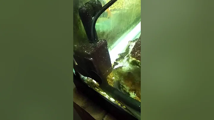 Freshwater Moray Eel and Colombian Shark Eating