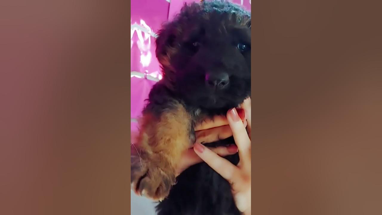 my-male-german-shepherd-introducing-with-his-cute-puppy-elsa-for-the