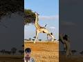 शेर ने किया जिराफ पर हमला 🥲 #chhotaalivlogs #animals #loin