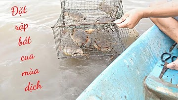 Đặt rập bắt cua mùa dịch | SBAT # Tal Vlog