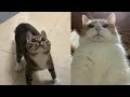 Funny moments of cats  funny compilation  just cats 53