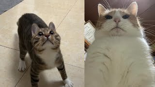 Funny Moments of Cats | Funny Video Compilation  Just Cats #53