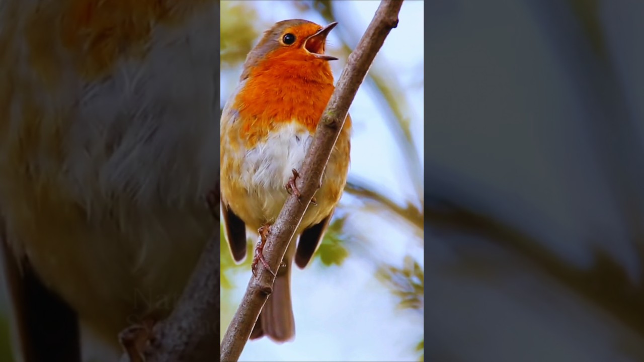 Loud & Clear Bird Sounds – Relaxing Morning Chirping, Beautiful Nature Calls & Singing Birds