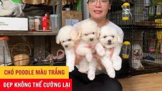 Chó Poodle Màu Trắng - Đẹp Không Thể Cưỡng Lại - Phương Cún TV by Phương Cún TV 389 views 6 months ago 2 minutes, 9 seconds