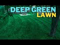  make your ugly lawn dark green in 3 days