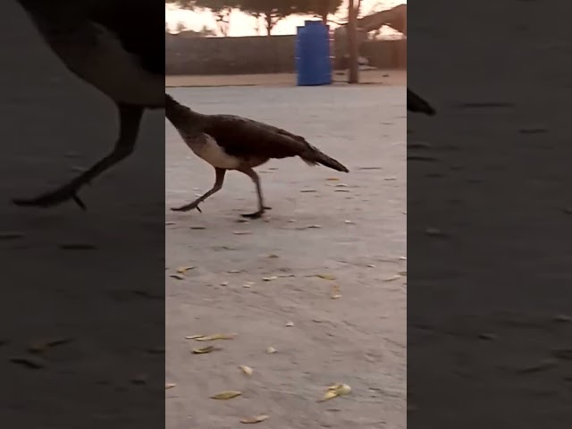 birds#peacock #sindhi #pakistan # class=